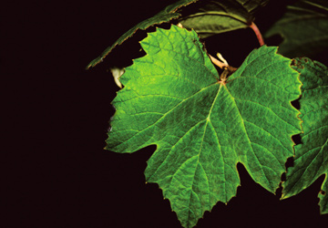 Sauvignon-Blanc Sauvignon-Blanc