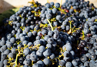 merlot merlot
